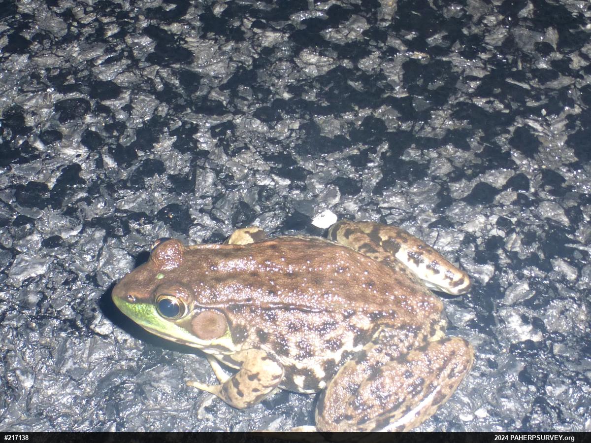 Green Frog