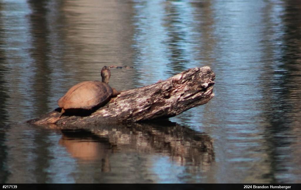 Red-eared Slider