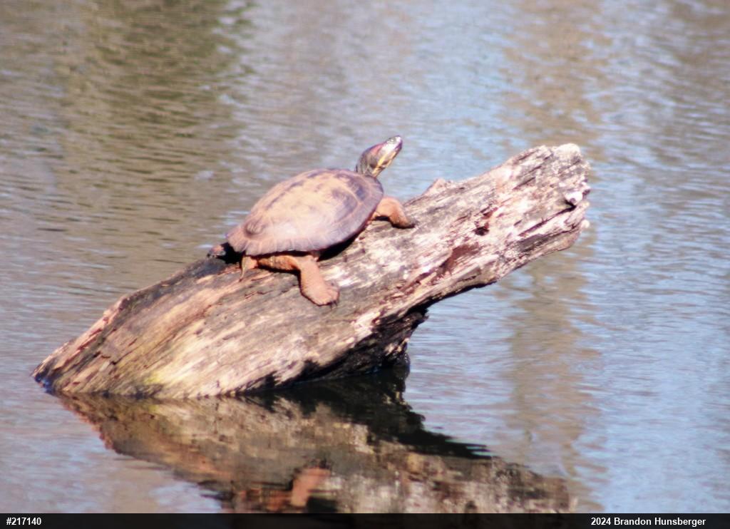 Red-eared Slider