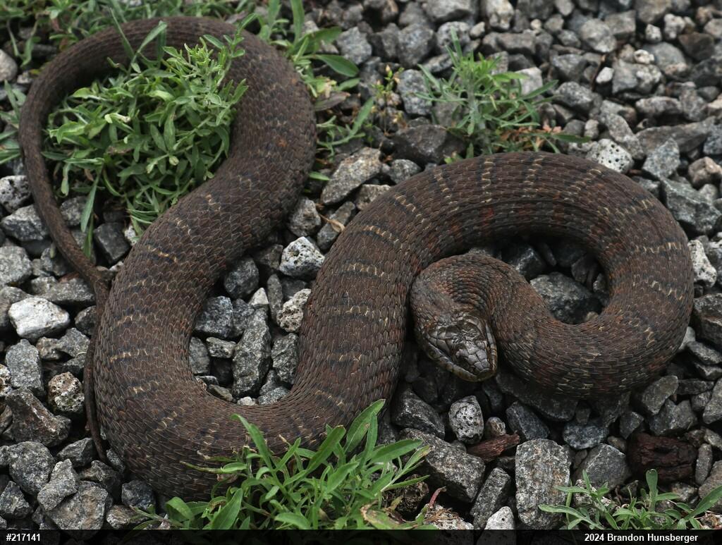 Northern Watersnake