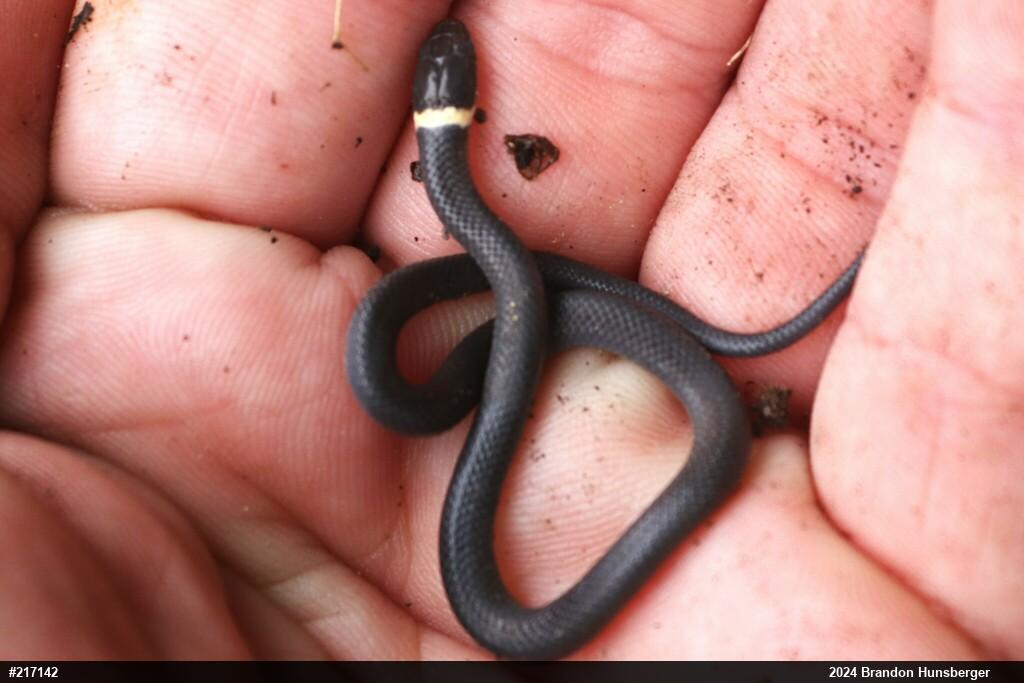 Northern Ring-necked Snake