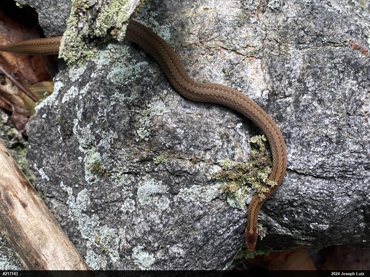 Red-bellied Snake