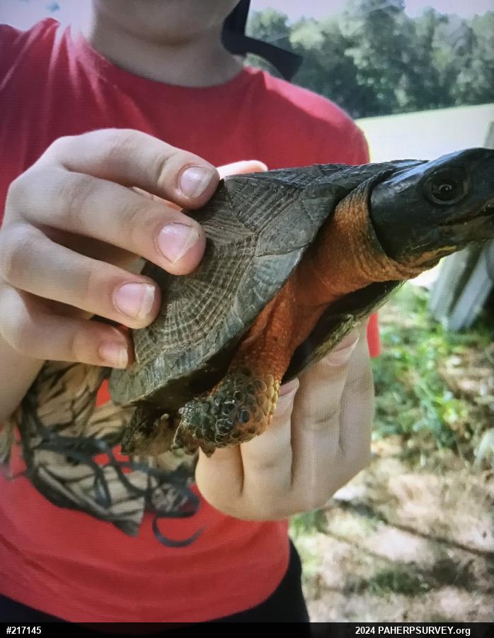 Wood Turtle