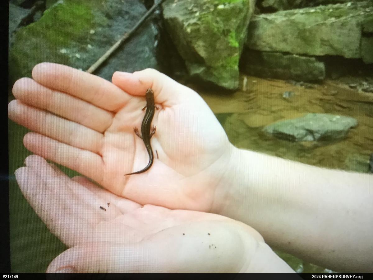 Allegheny Mountain Dusky Salamander