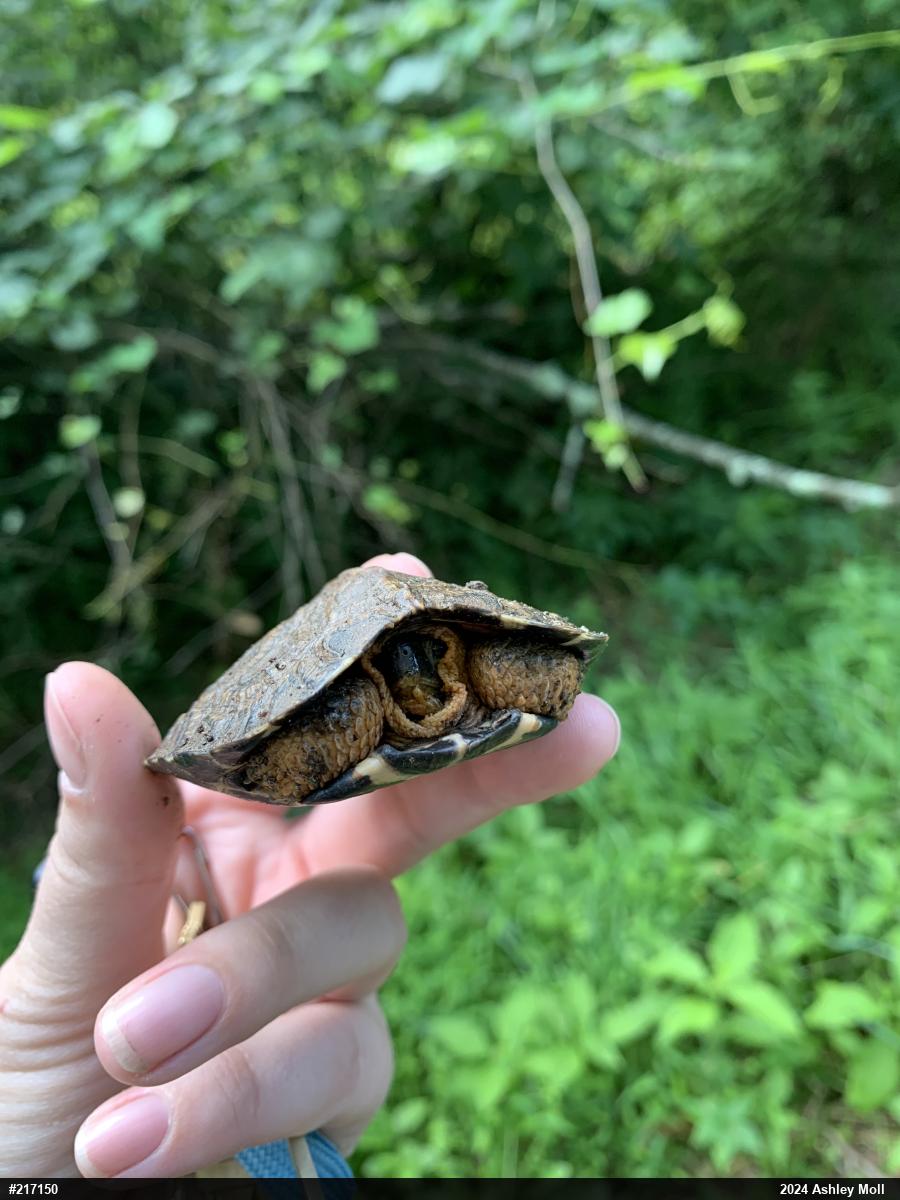 Wood Turtle