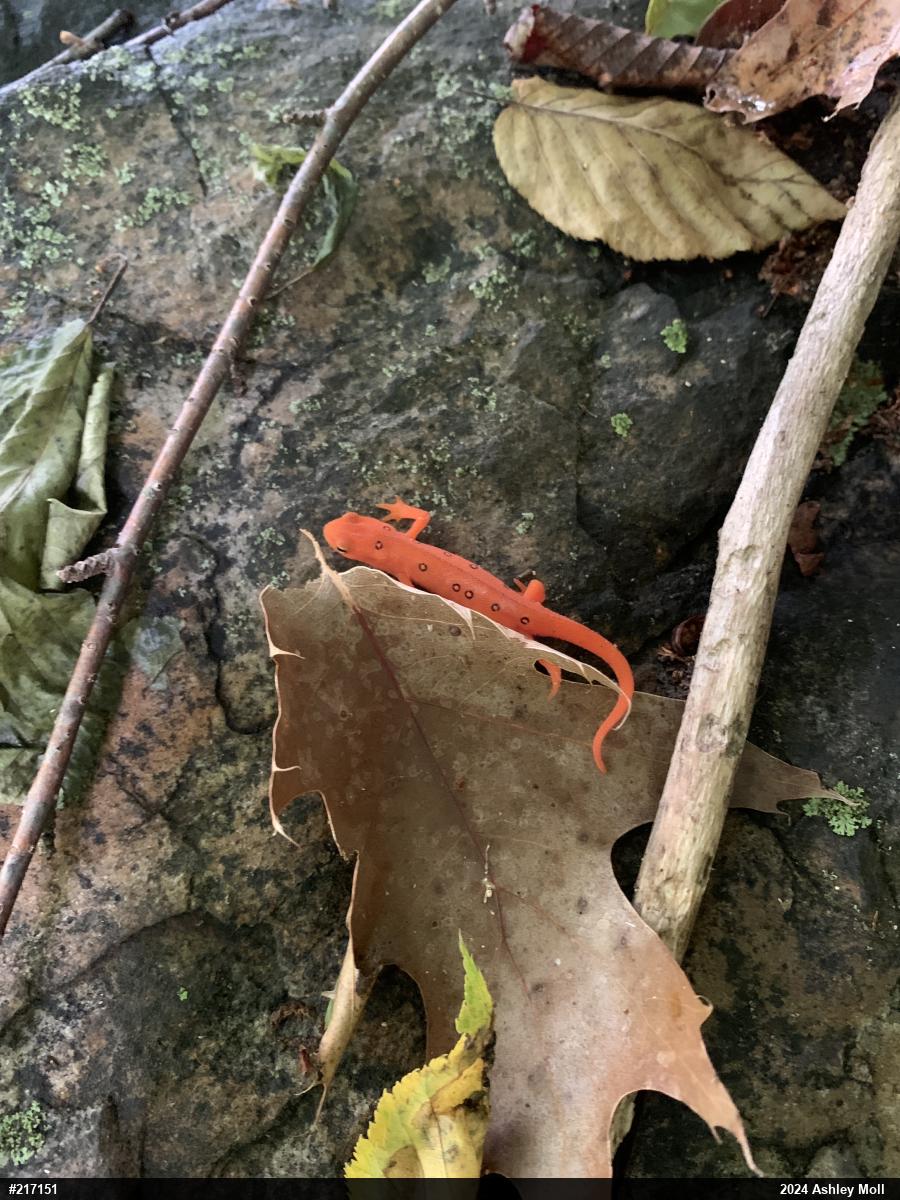 Red-spotted Newt