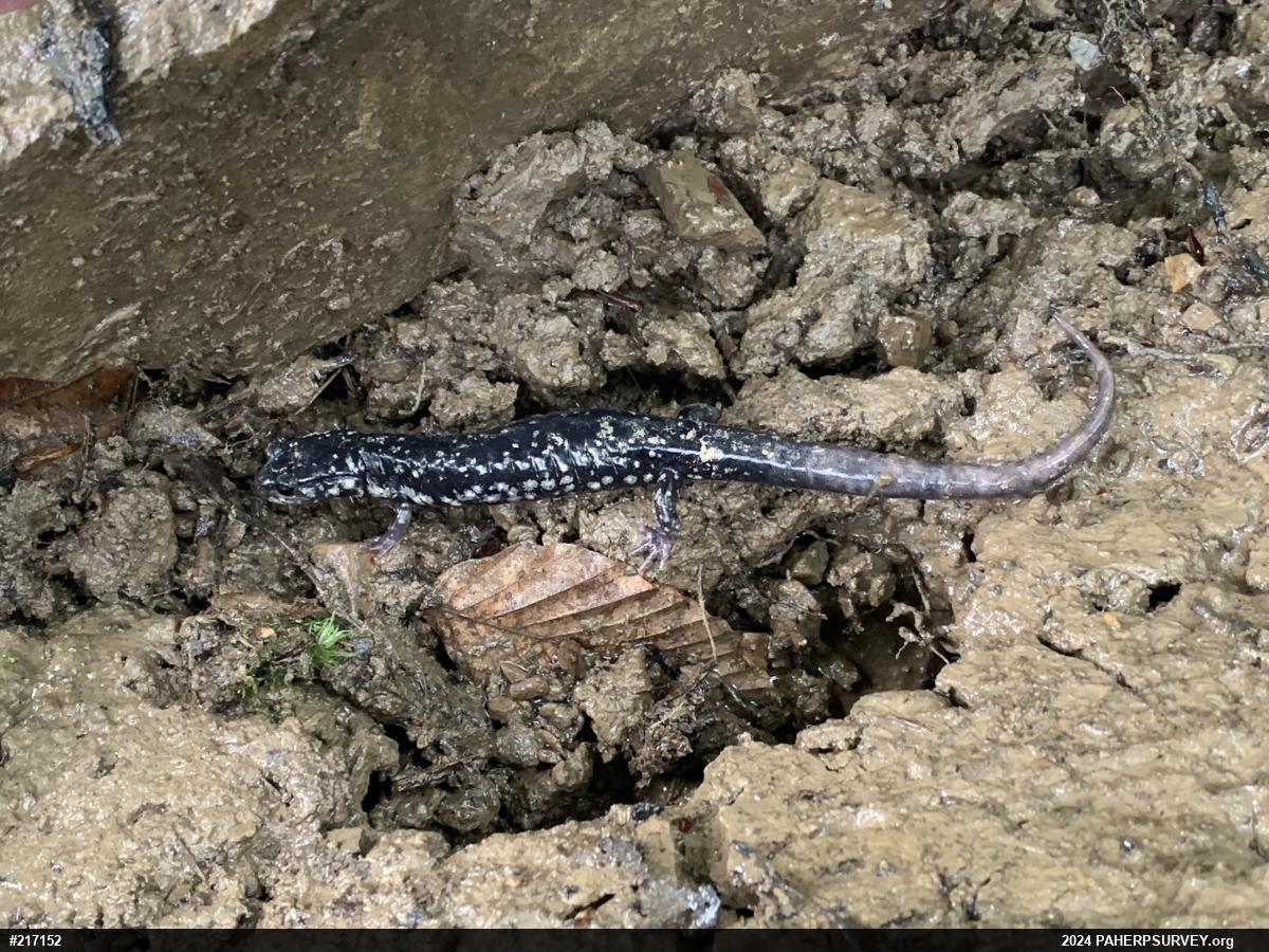 Northern Slimy Salamander
