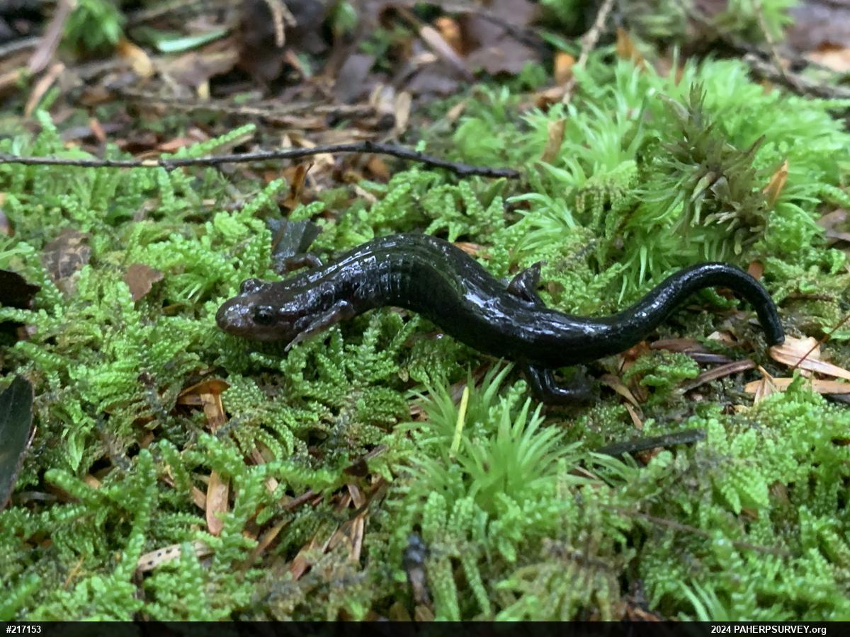 Allegheny Mountain Dusky Salamander