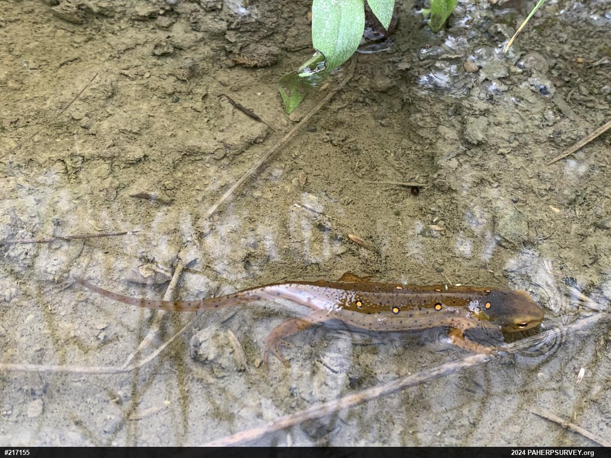 Red-spotted Newt