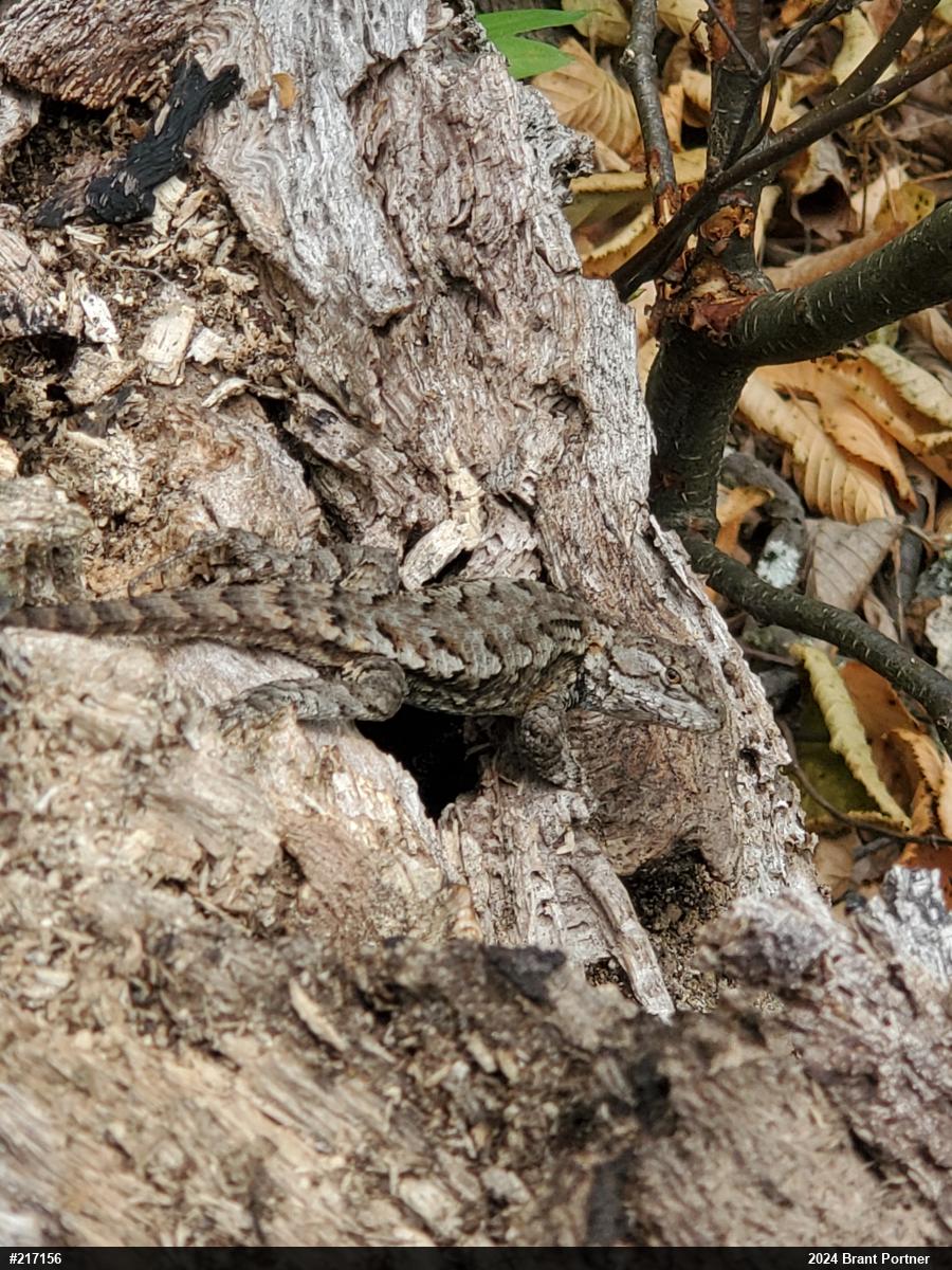 Eastern Fence Lizard