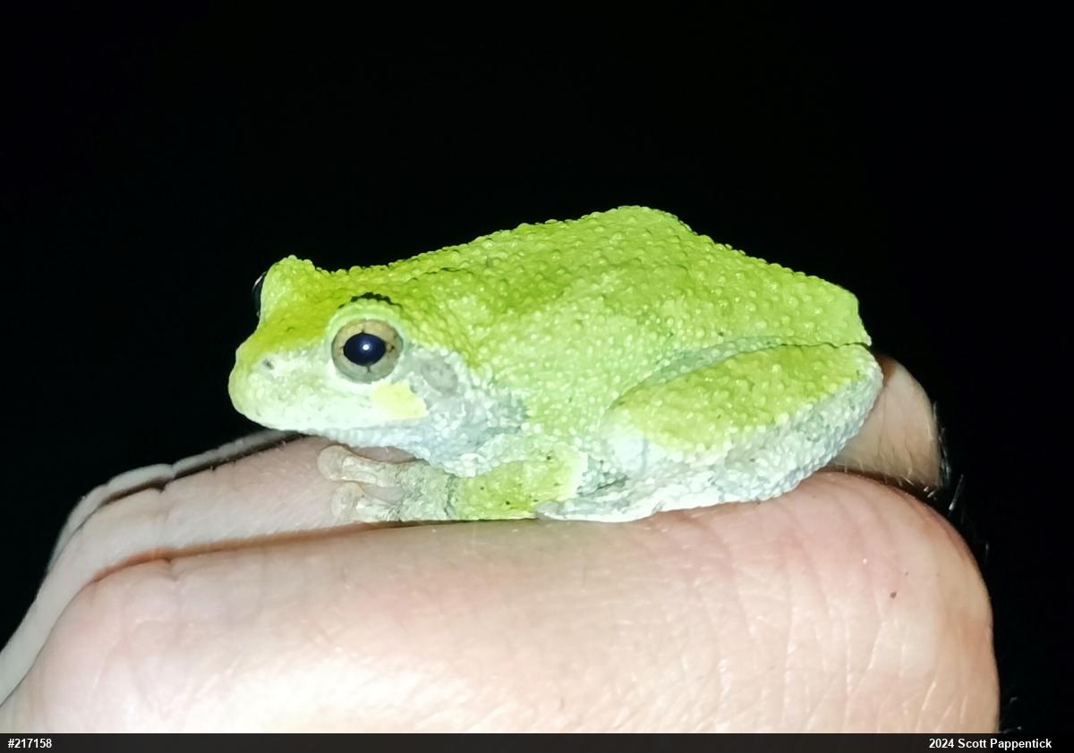 Gray Treefrog