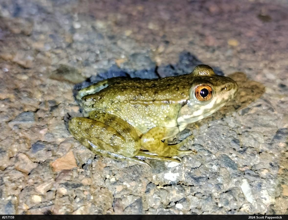 Green Frog