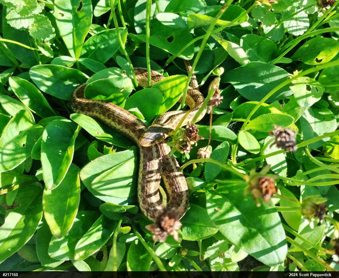 Eastern Gartersnake