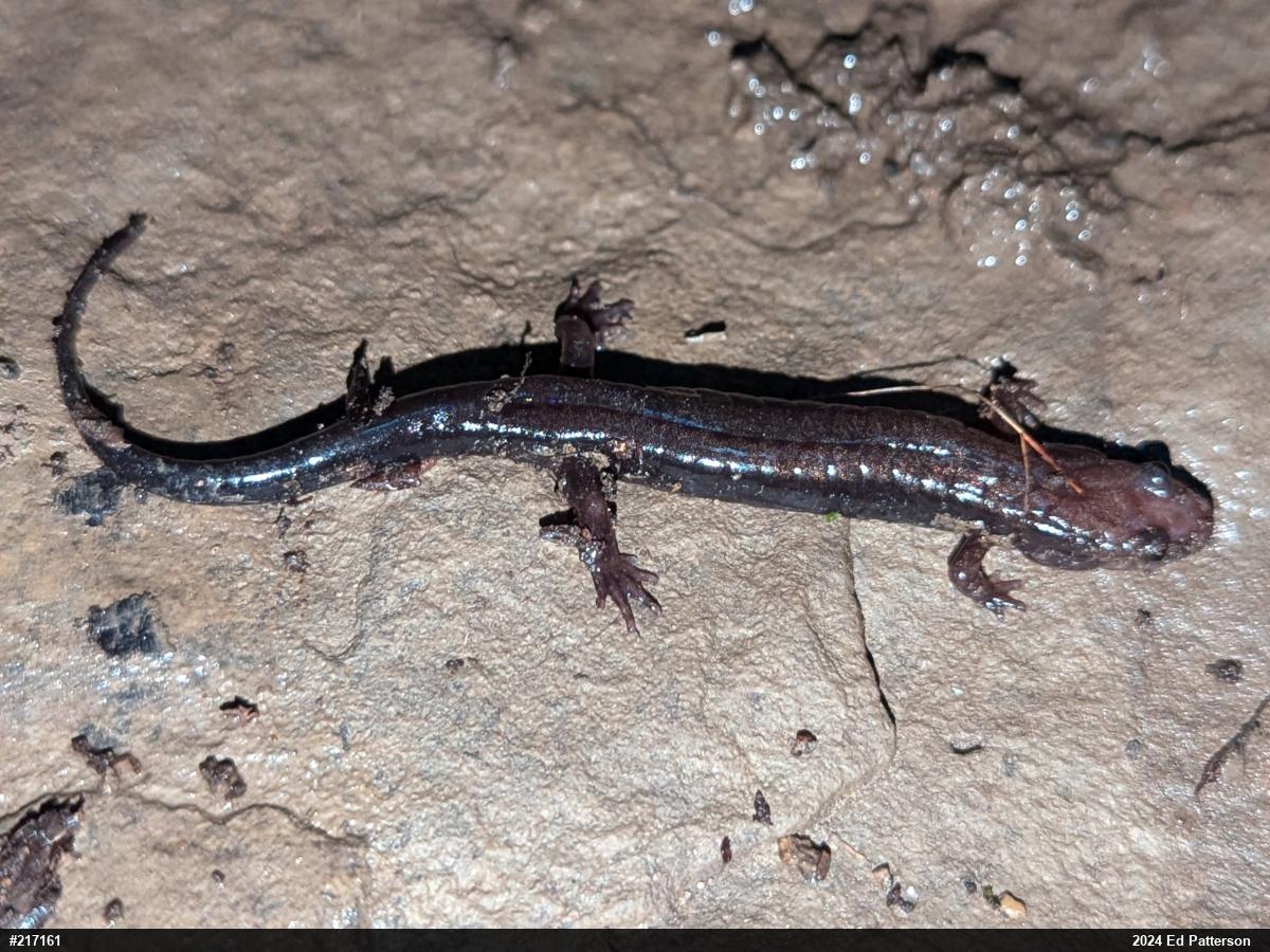 Allegheny Mountain Dusky Salamander