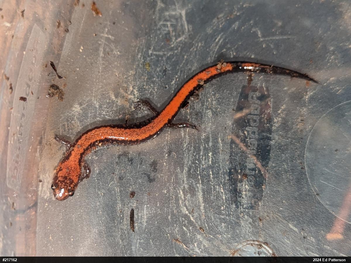Eastern Red-backed  Salamander