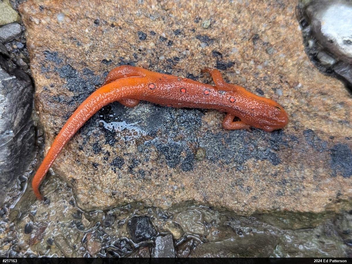 Red-spotted Newt