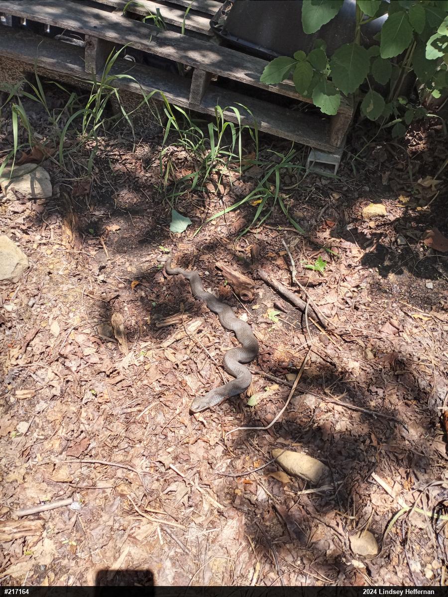 Eastern Hog-nosed Snake