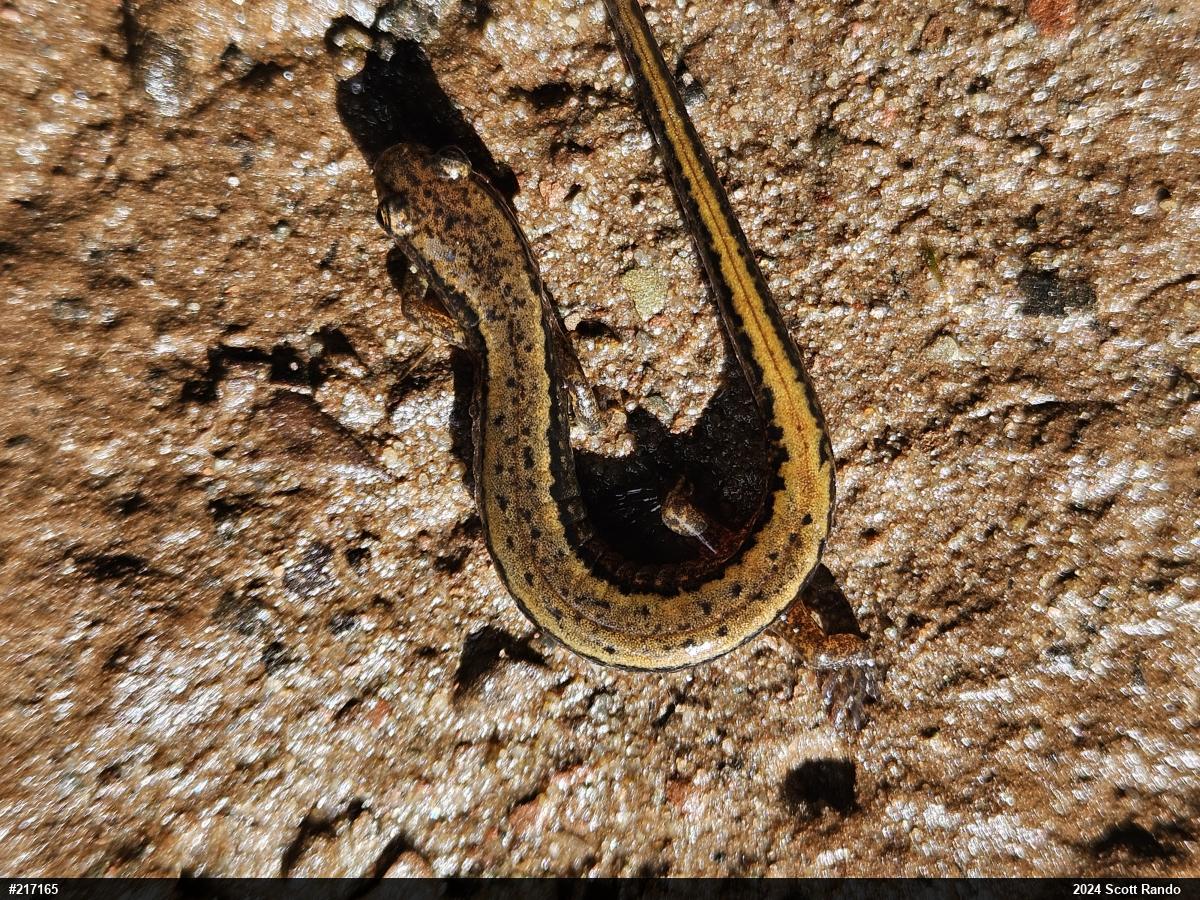 Northern Two-lined Salamander