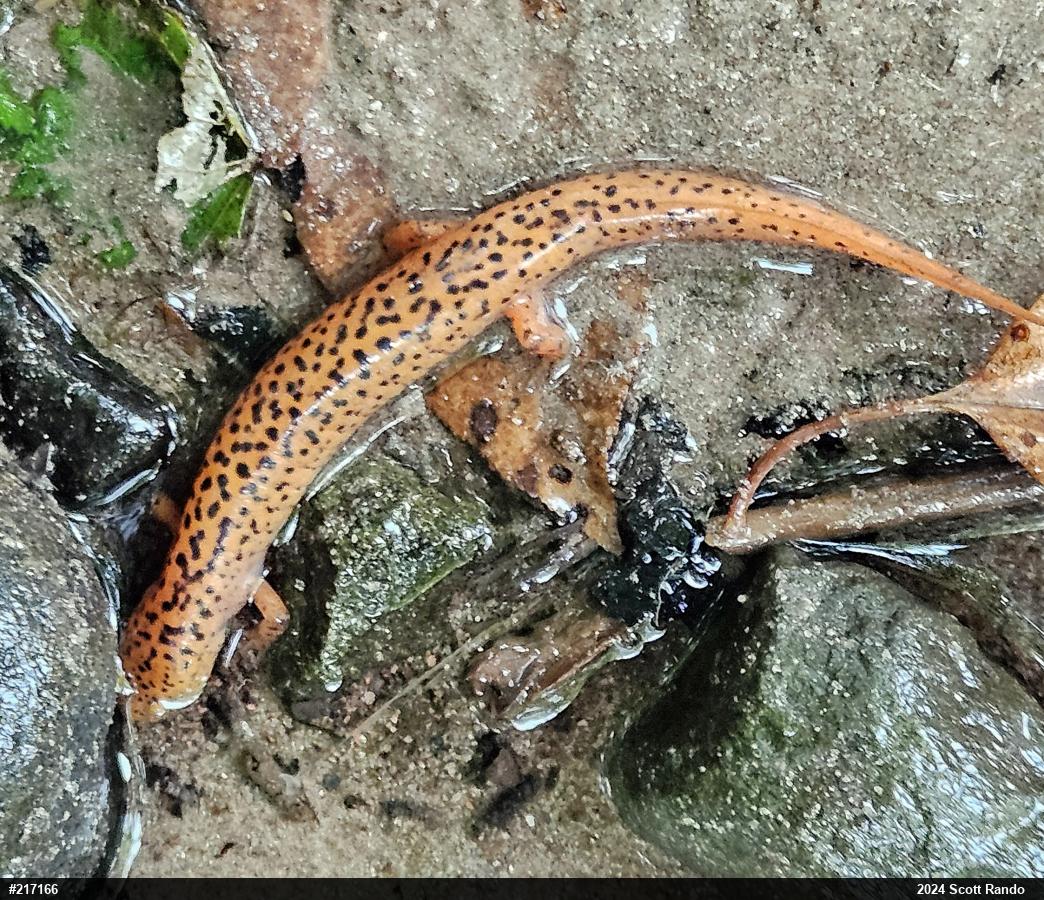 Northern Red Salamander