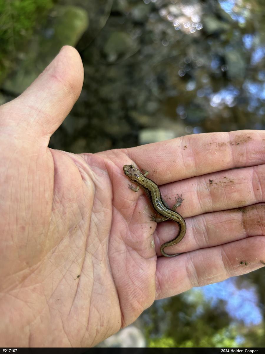 Allegheny Mountain Dusky Salamander