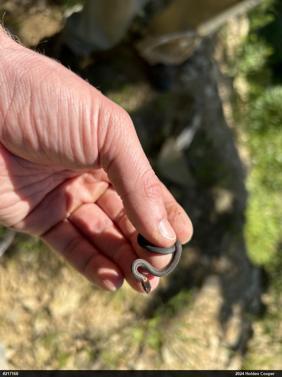 Red-bellied Snake