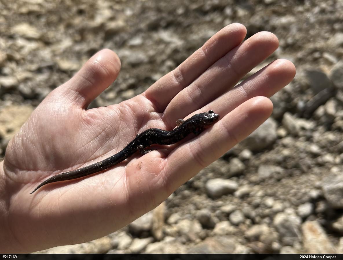 Wehrle's Salamander