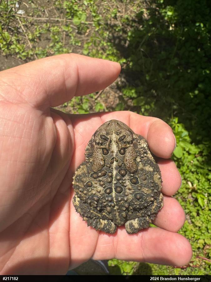 Eastern American Toad