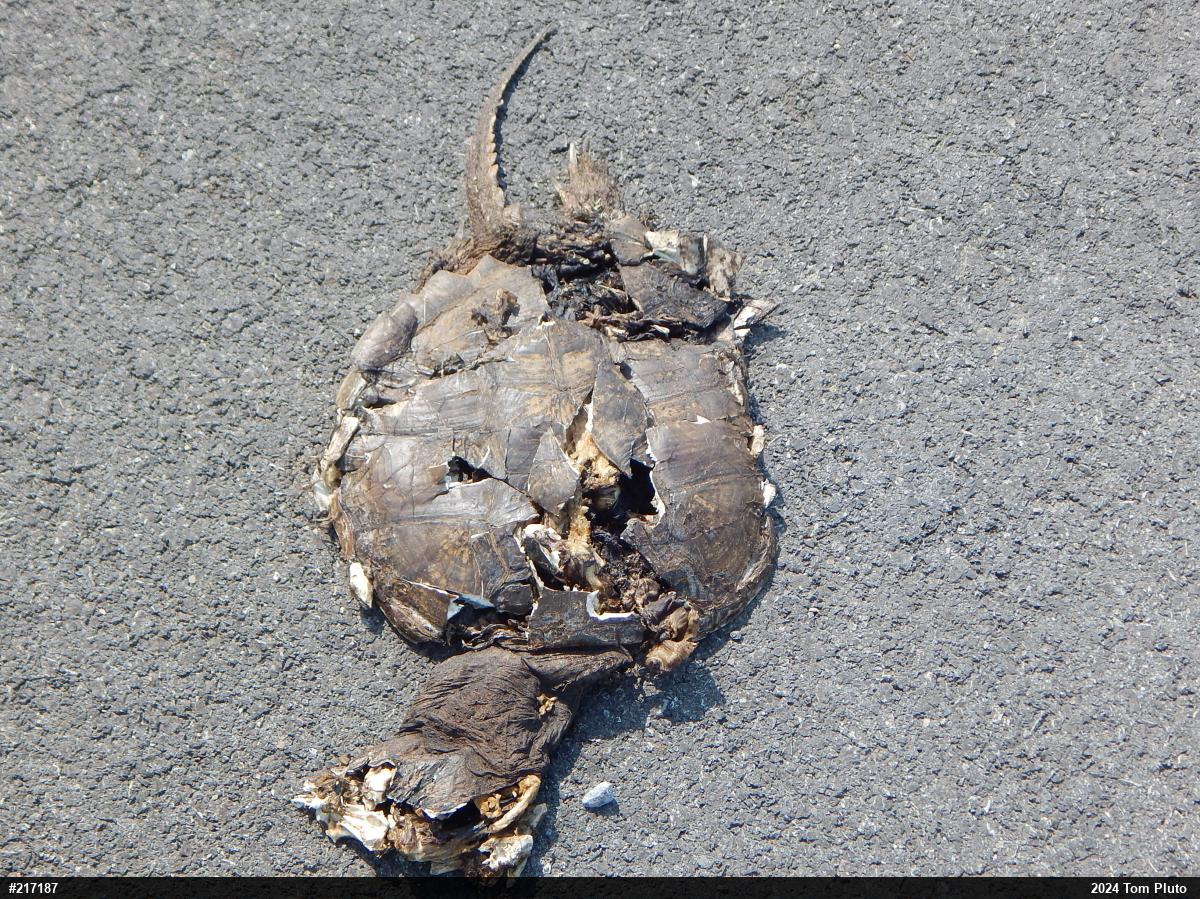 Snapping Turtle