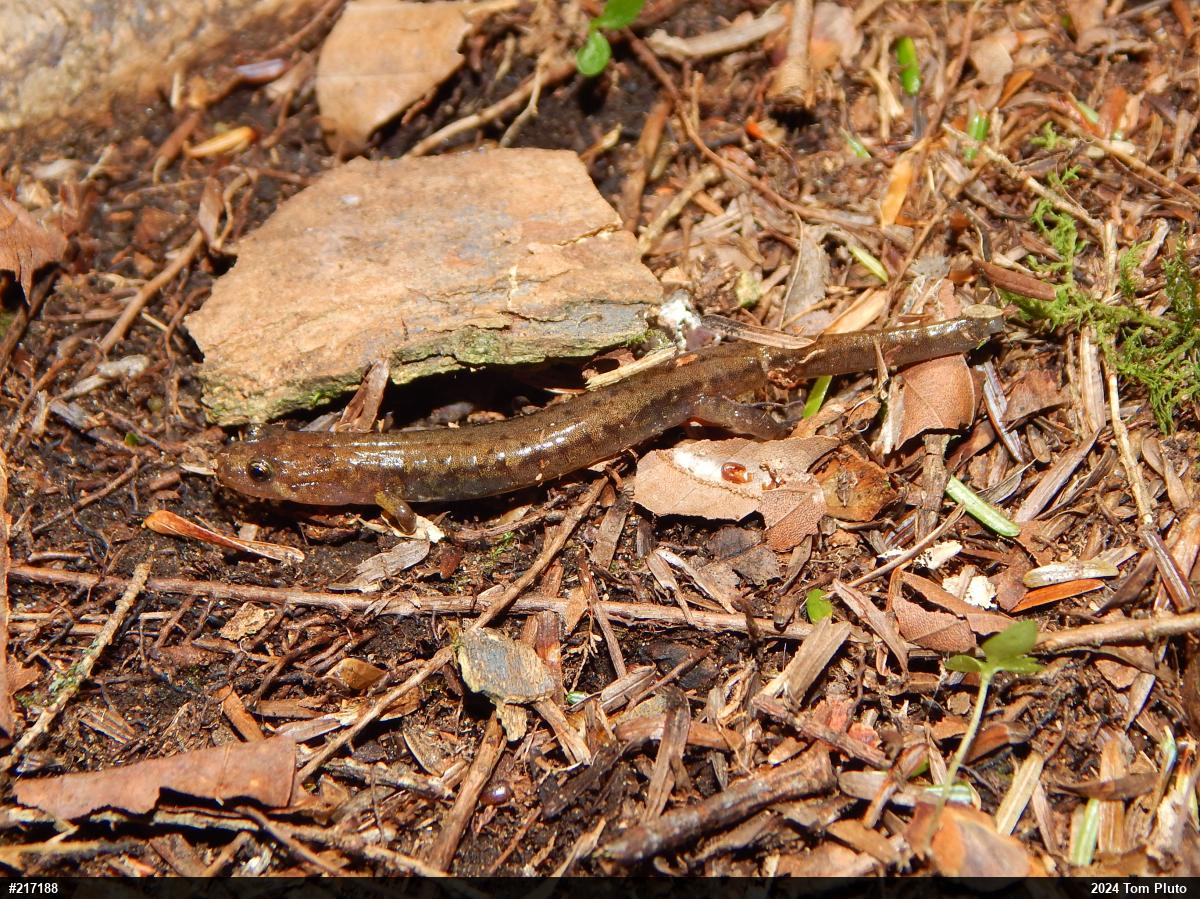 Allegheny Mountain Dusky Salamander