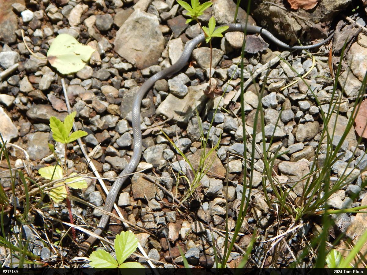 Northern Ring-necked Snake
