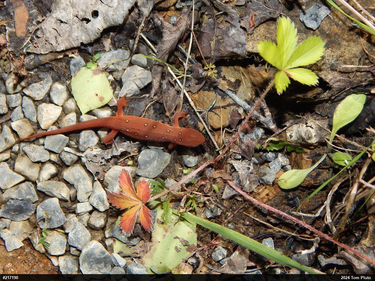 Red-spotted Newt