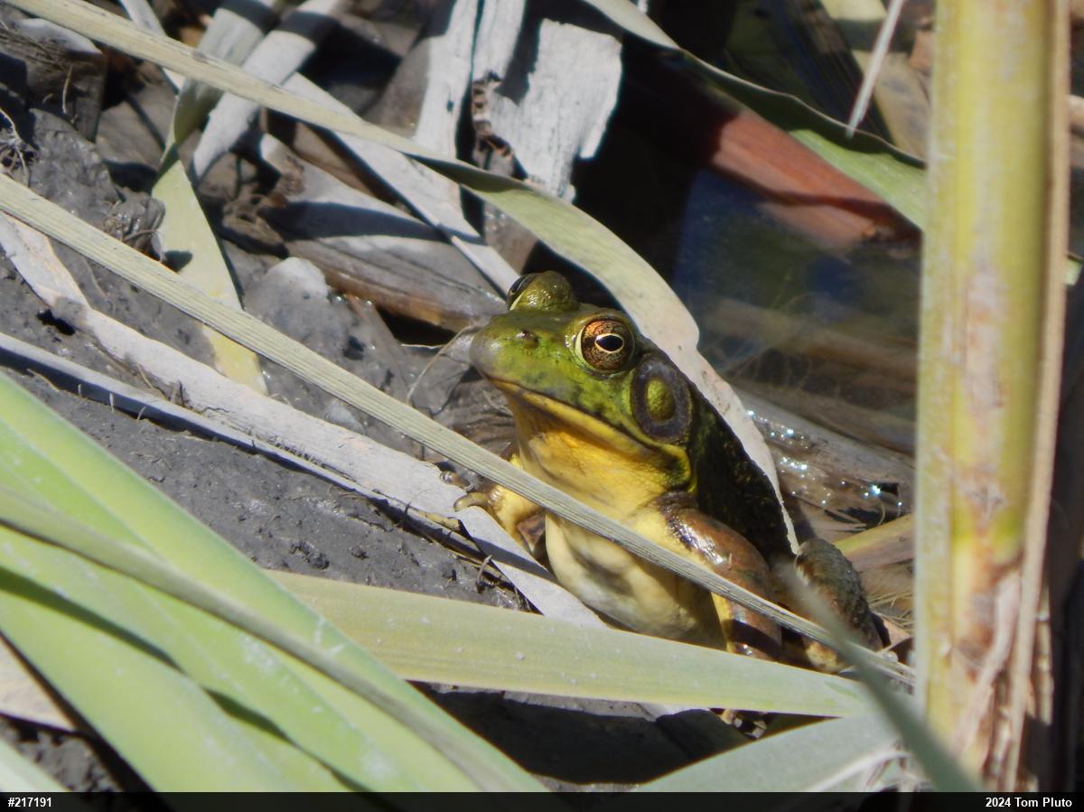American Bullfrog