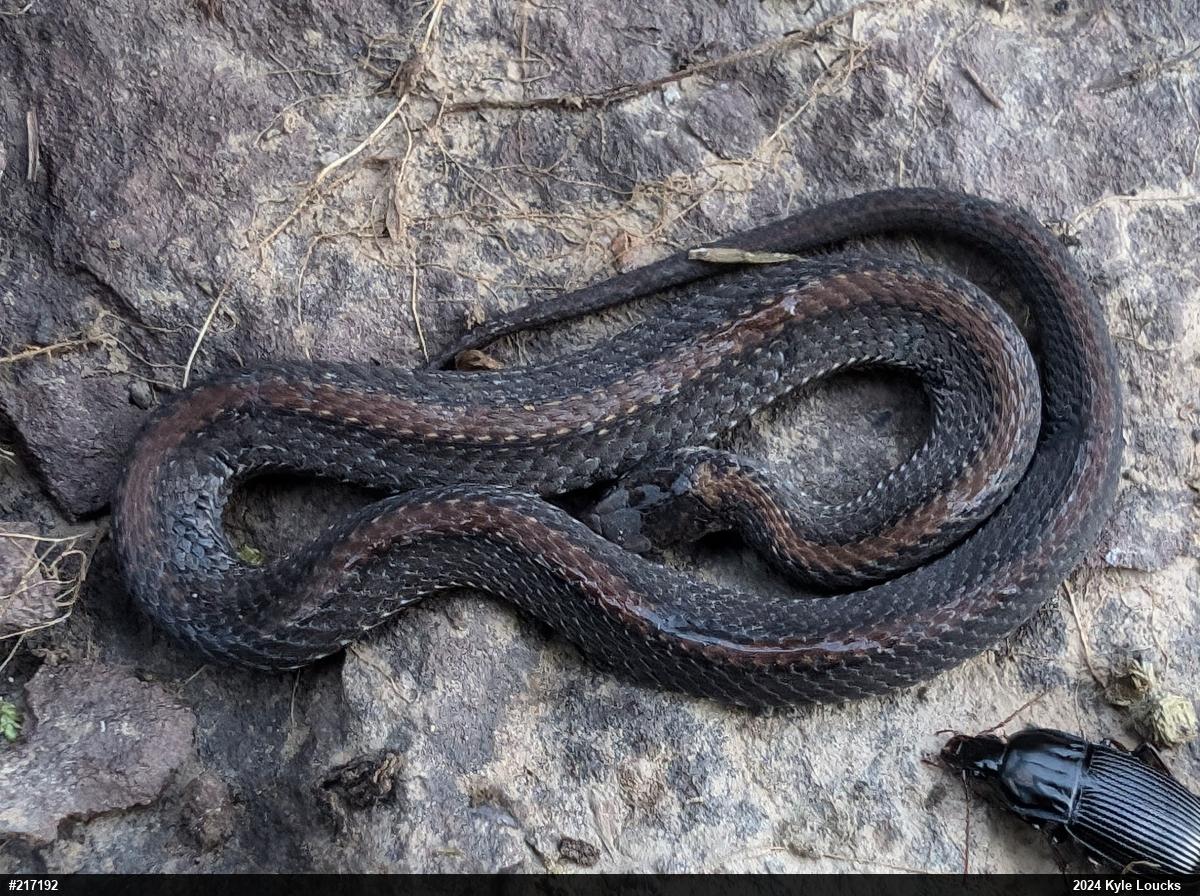 Red-bellied Snake
