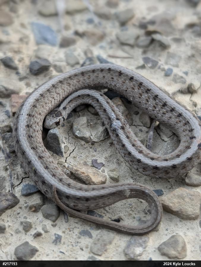 Dekay's Brownsnake