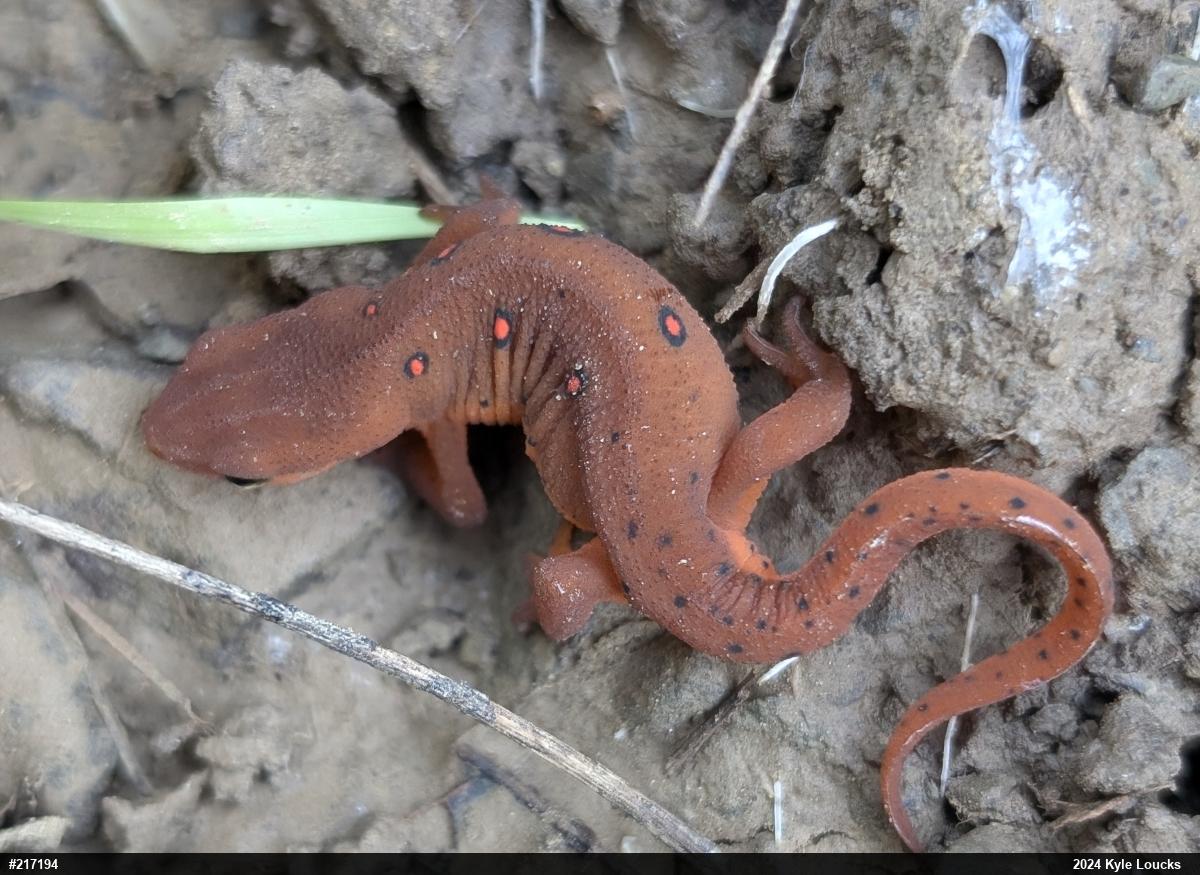 Red-spotted Newt