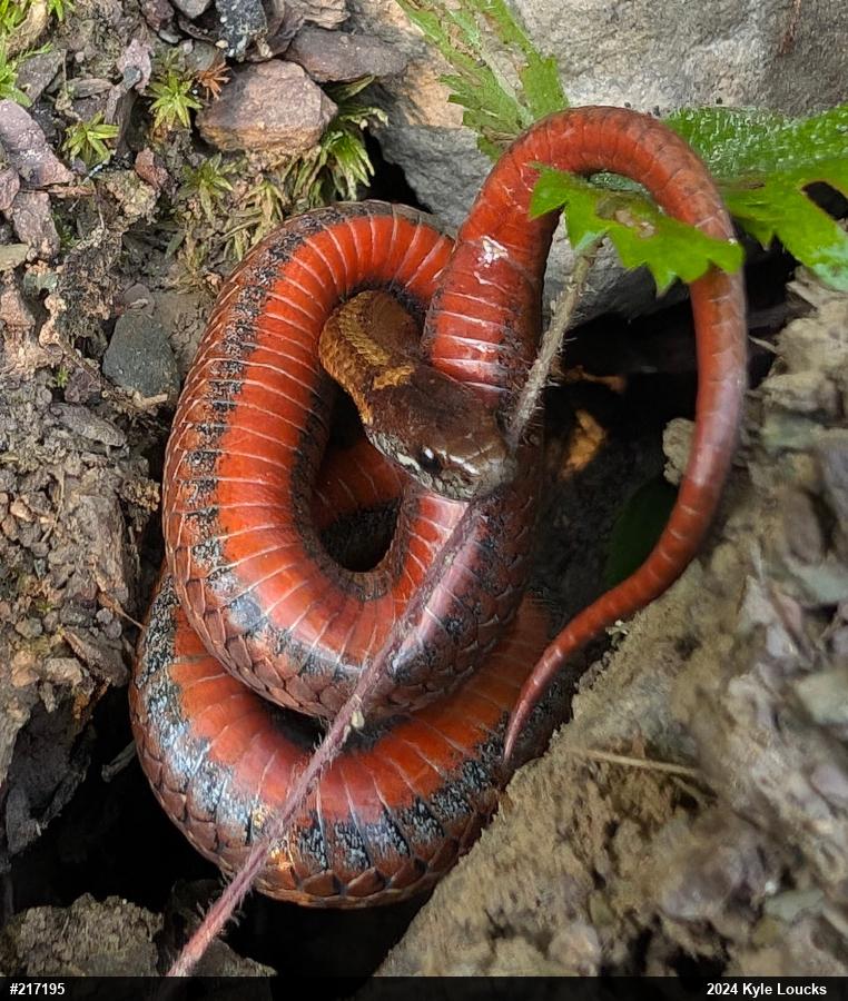 Red-bellied Snake