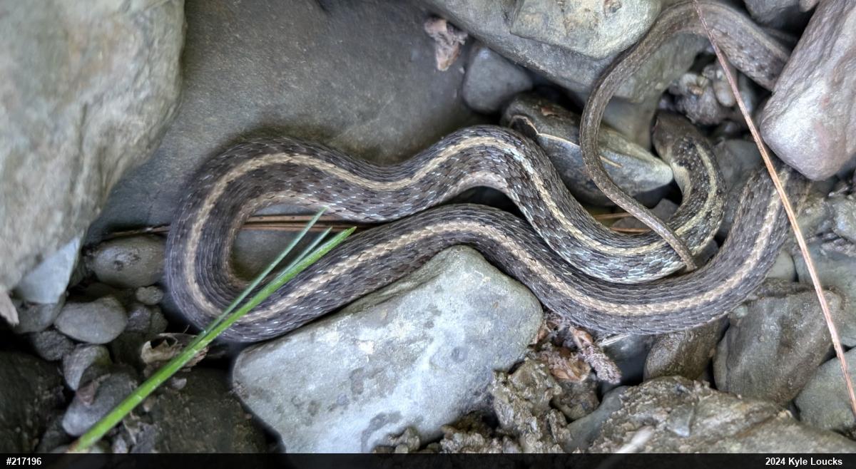 Eastern Gartersnake