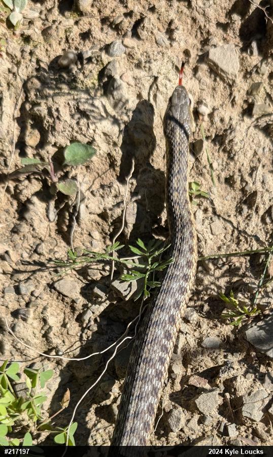 Eastern Gartersnake