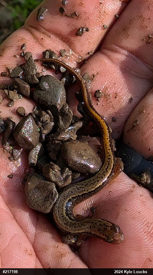 Northern Two-lined Salamander
