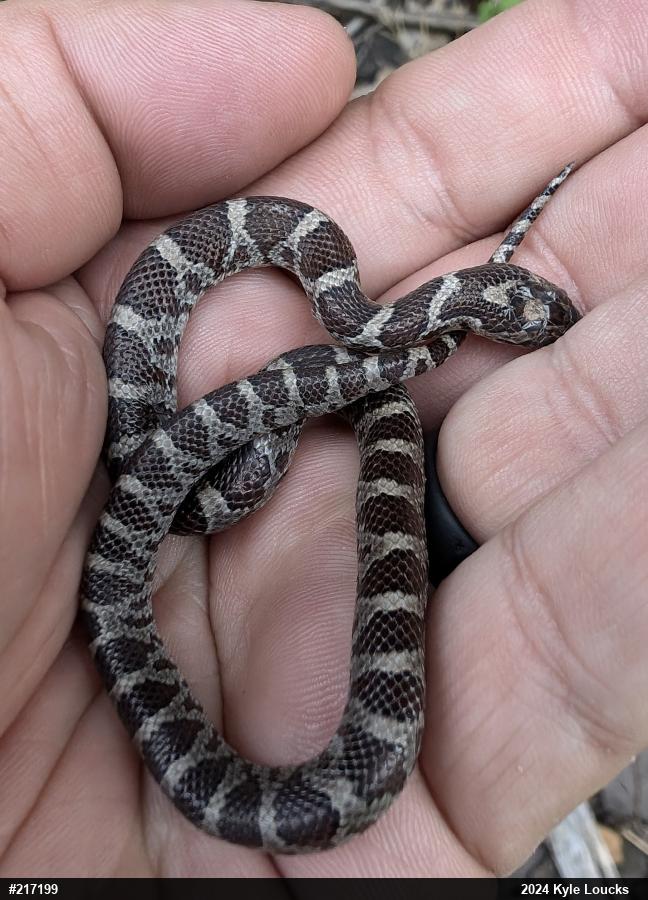 Eastern Milksnake