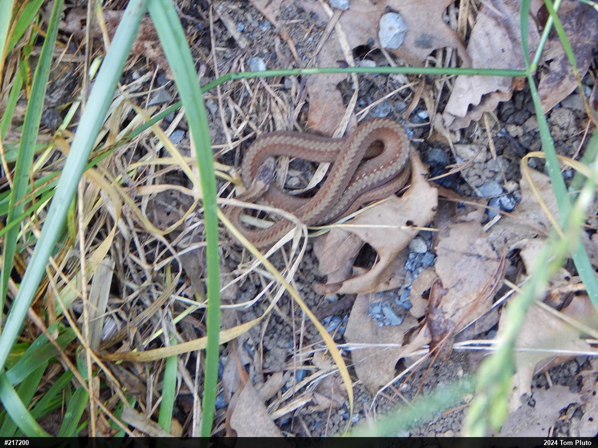 Red-bellied Snake