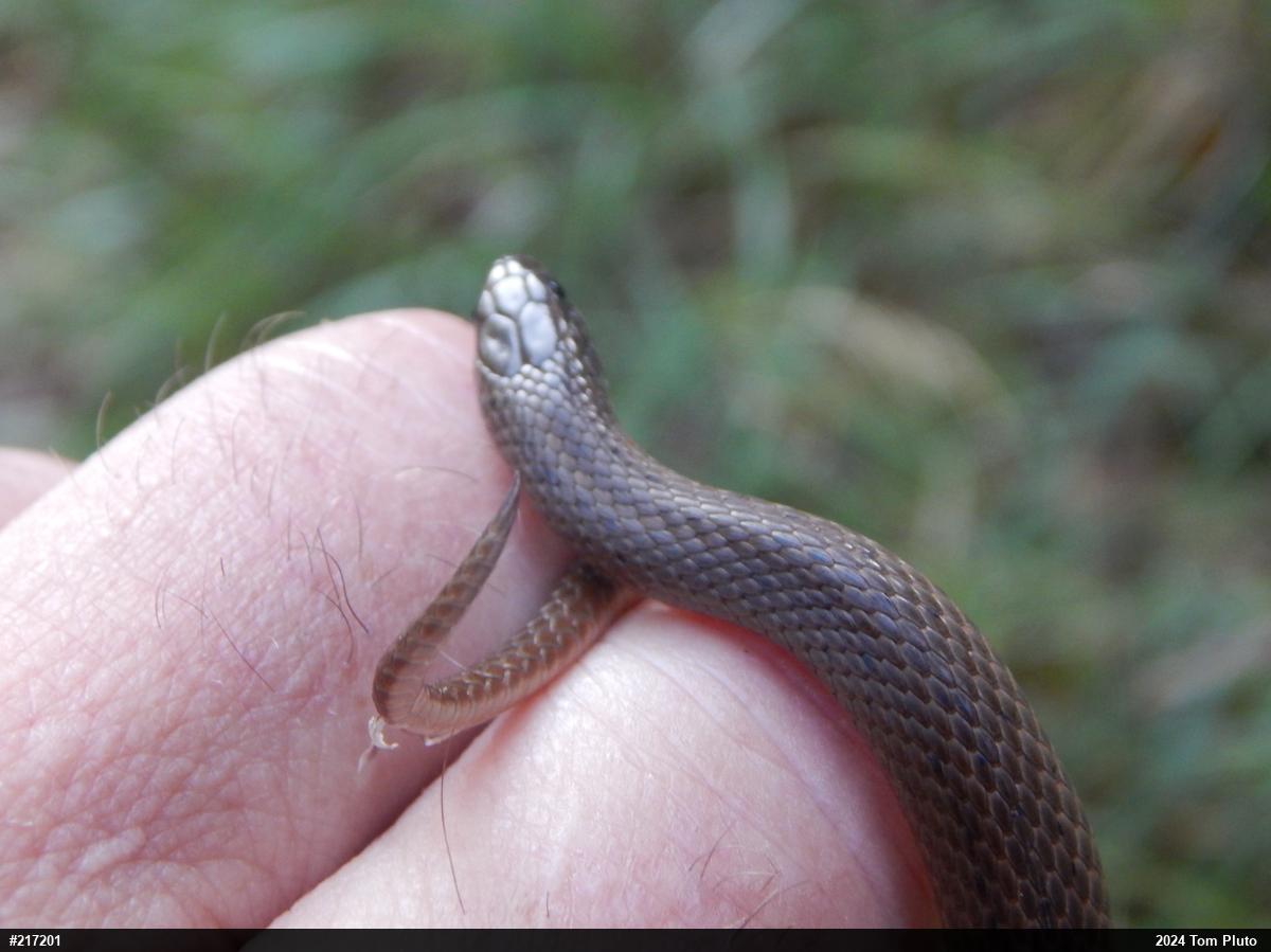 Mountain Earthsnake