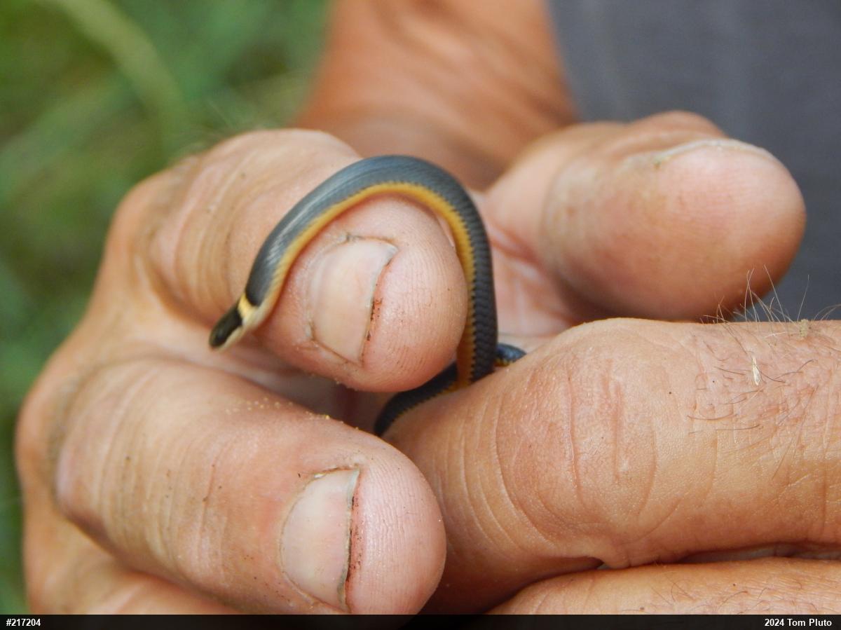Northern Ring-necked Snake