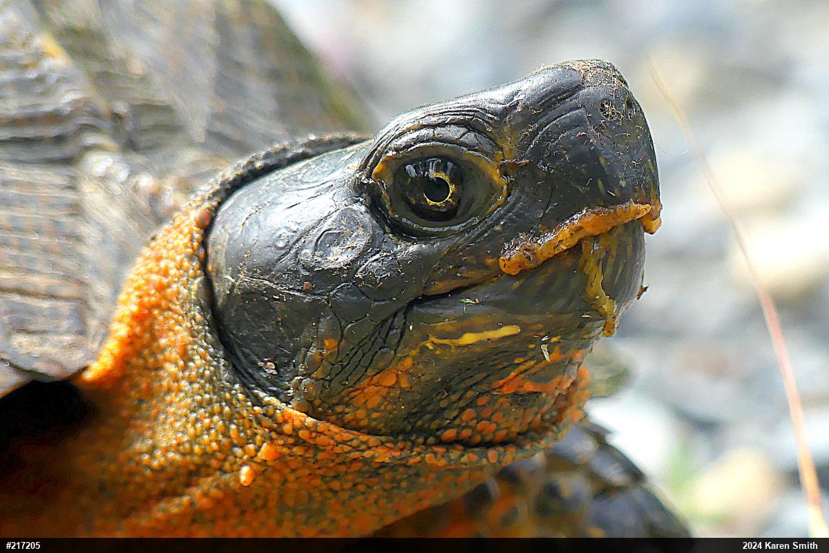 Wood Turtle