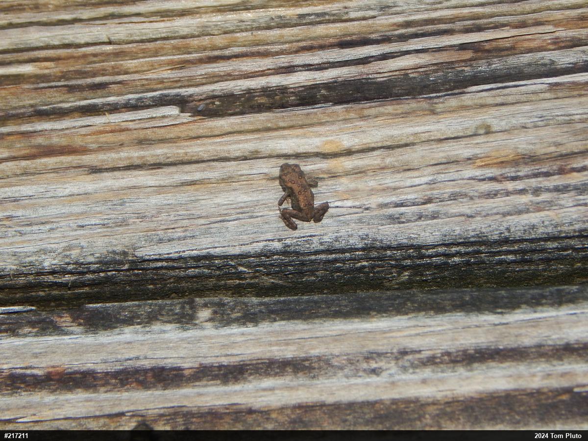 Eastern American Toad