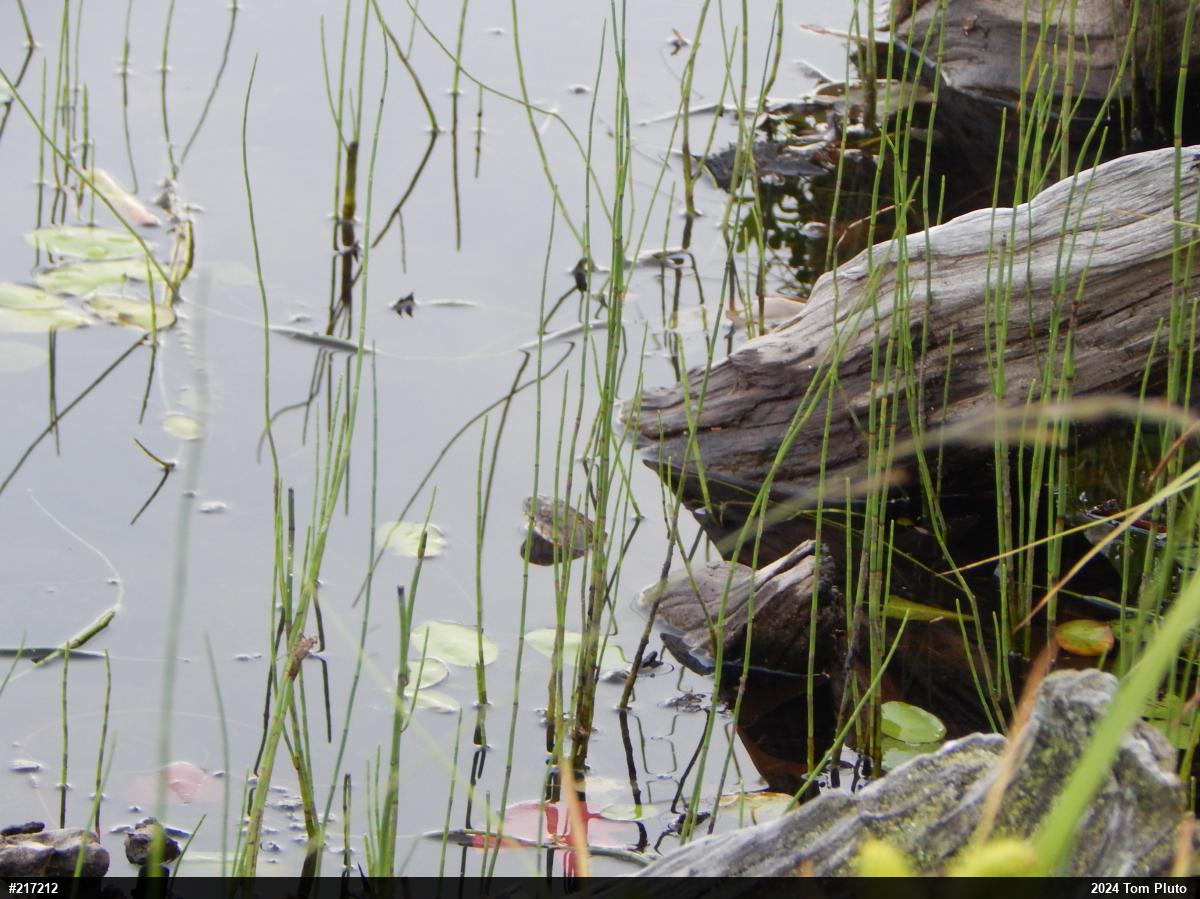 Northern Watersnake