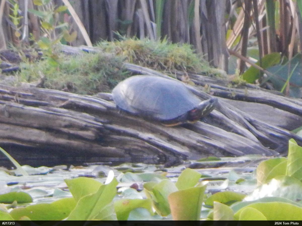 Midland Painted Turtle