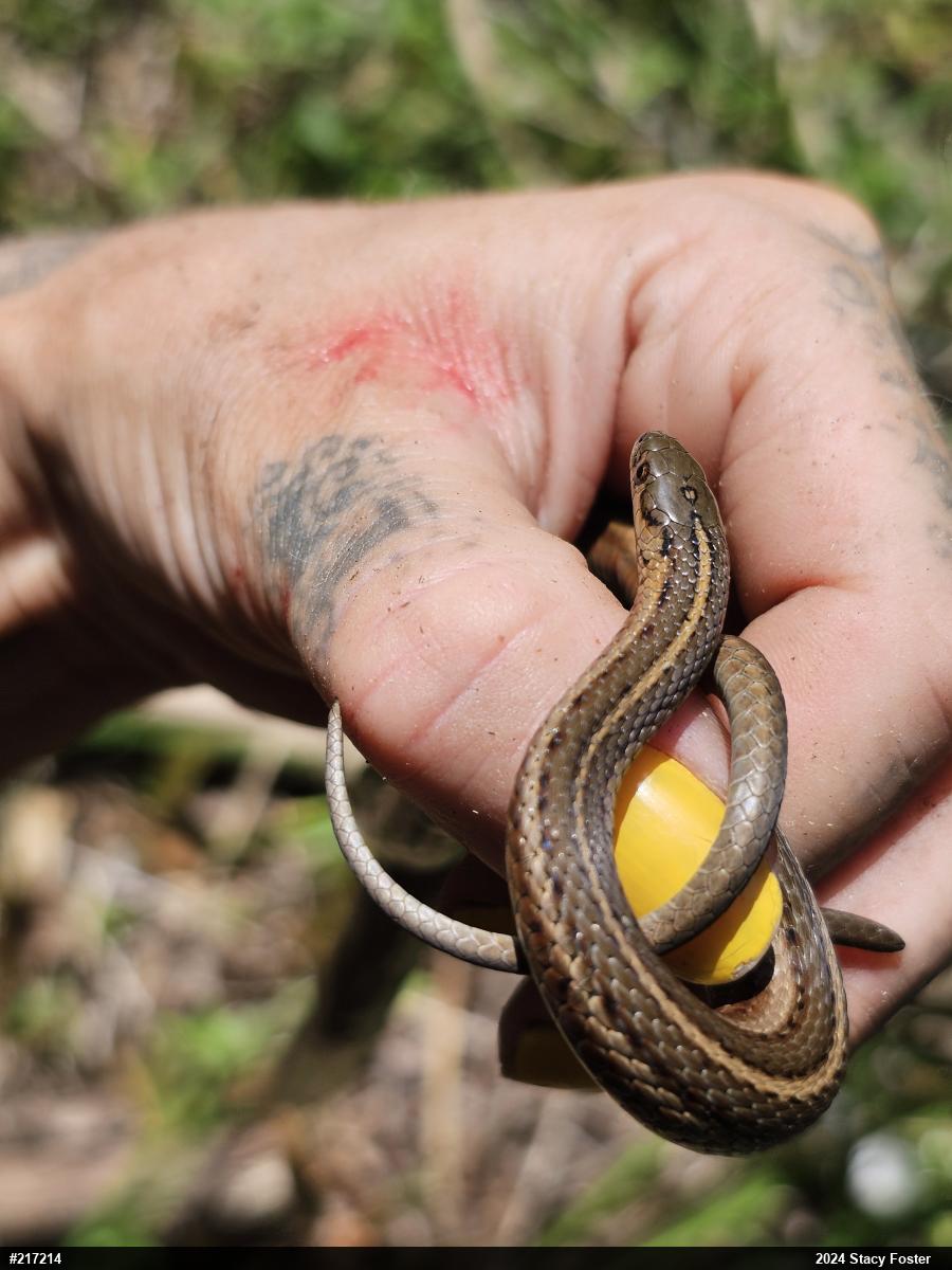 Shorthead Gartersnake