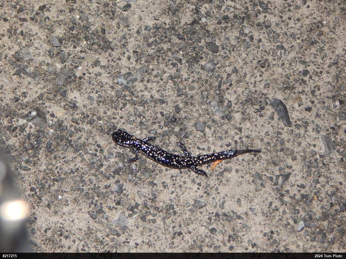 Northern Slimy Salamander