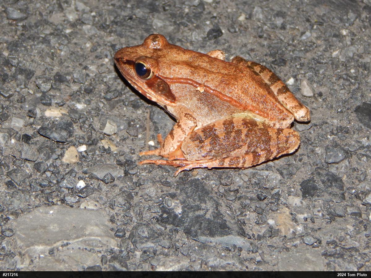 Wood Frog